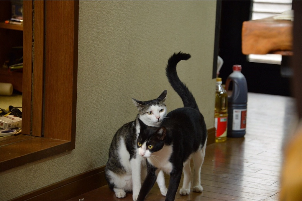 f:id:shunpon:20180315210824j:image f:id:shunpon:20180315210824j:image