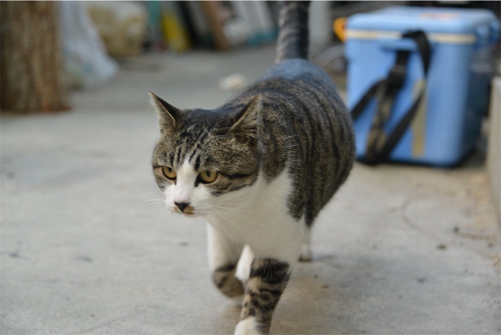 f:id:shunpon:20180907232214j:image