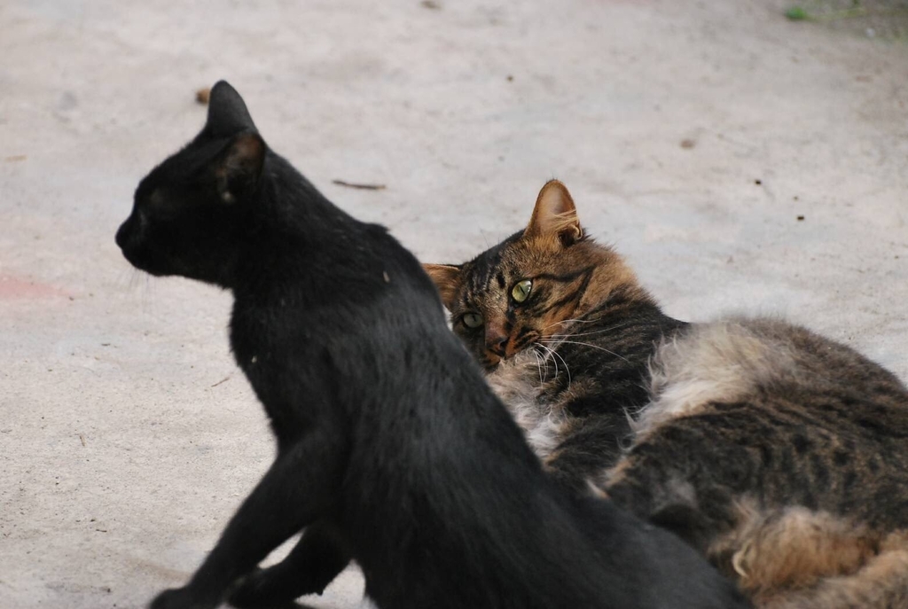 f:id:shunpon:20180929005819j:plain f:id:shunpon:20180929005819j:plain