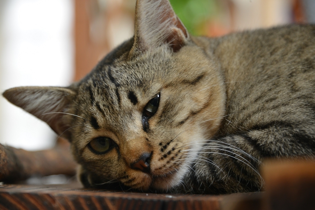 f:id:shunpon:20181219220941j:plain