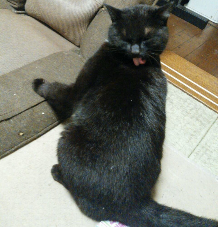 f:id:shunpon:20181219221123j:plain