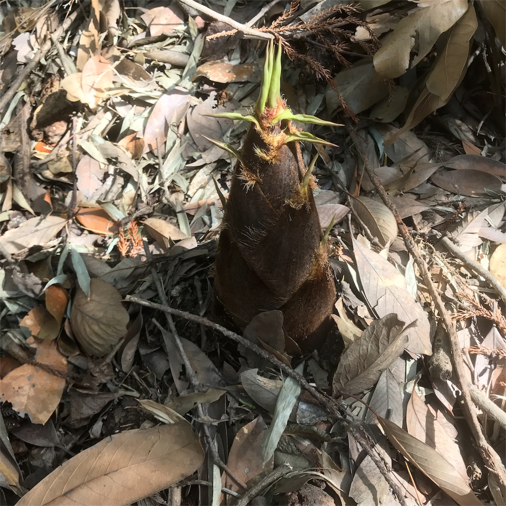 f:id:shunrina:20180416104538j:image