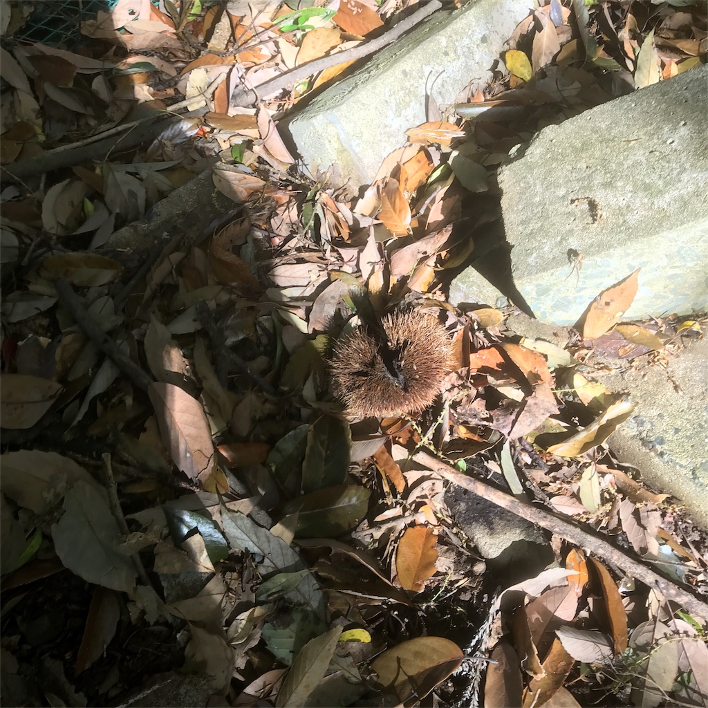 f:id:shunrina:20180416105006j:image