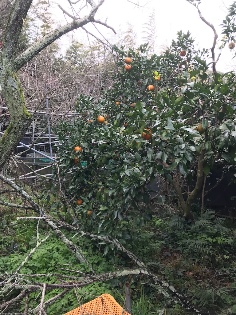 f:id:shunrina:20190113230557j:image