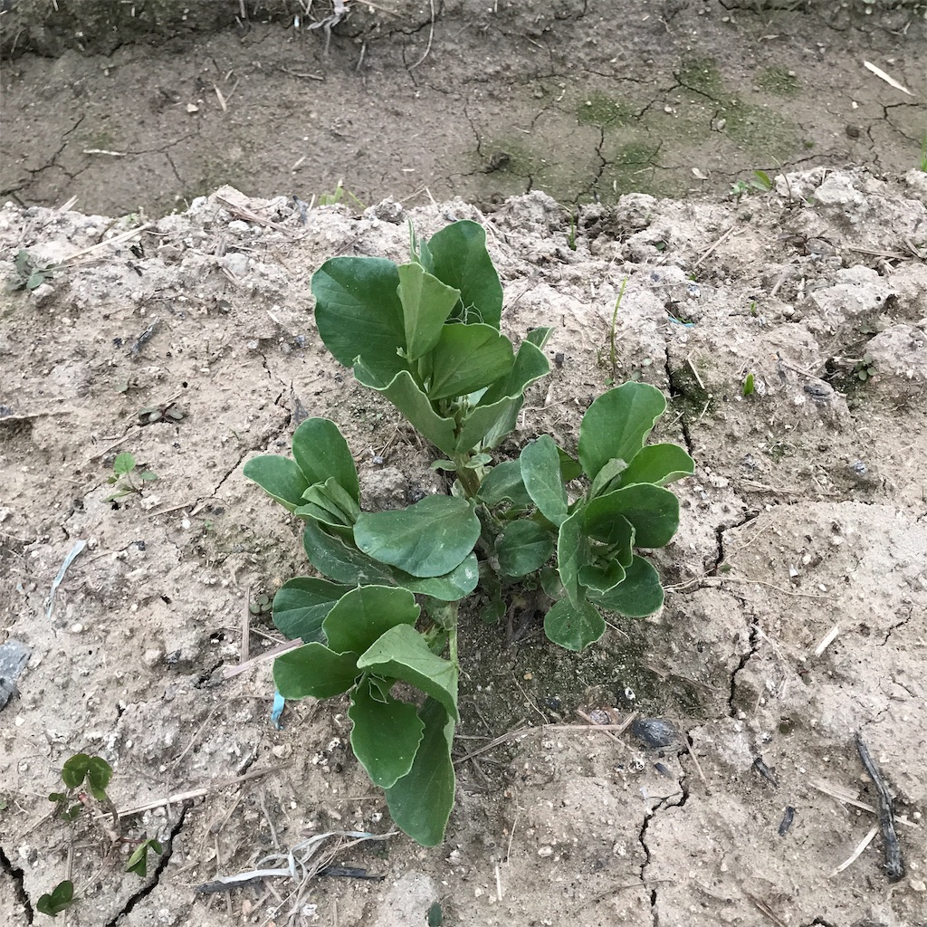 f:id:shunrina:20190603075913j:image