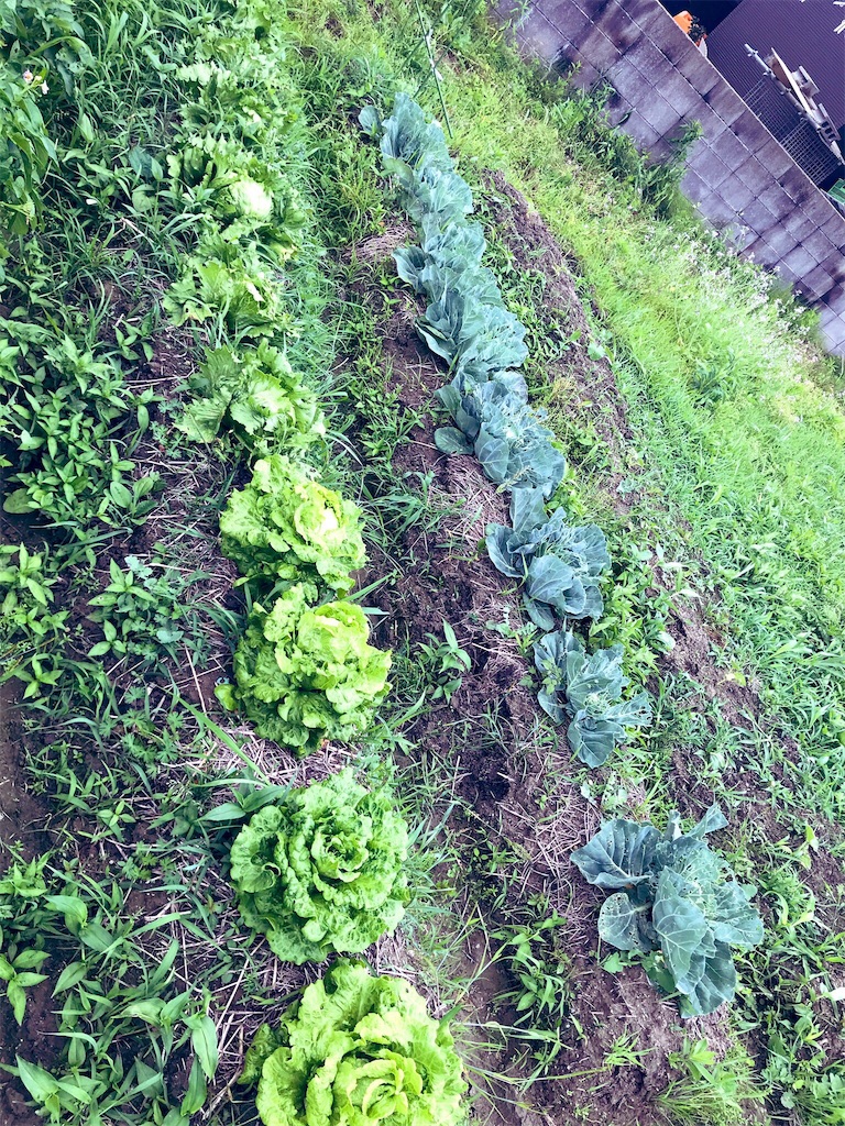 f:id:shunrina:20190605082959j:plain