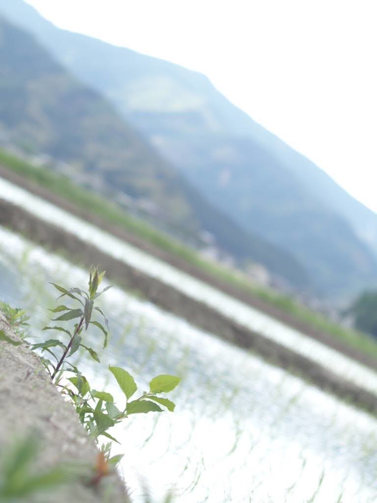 f:id:shuriritan:20210513093028j:plain