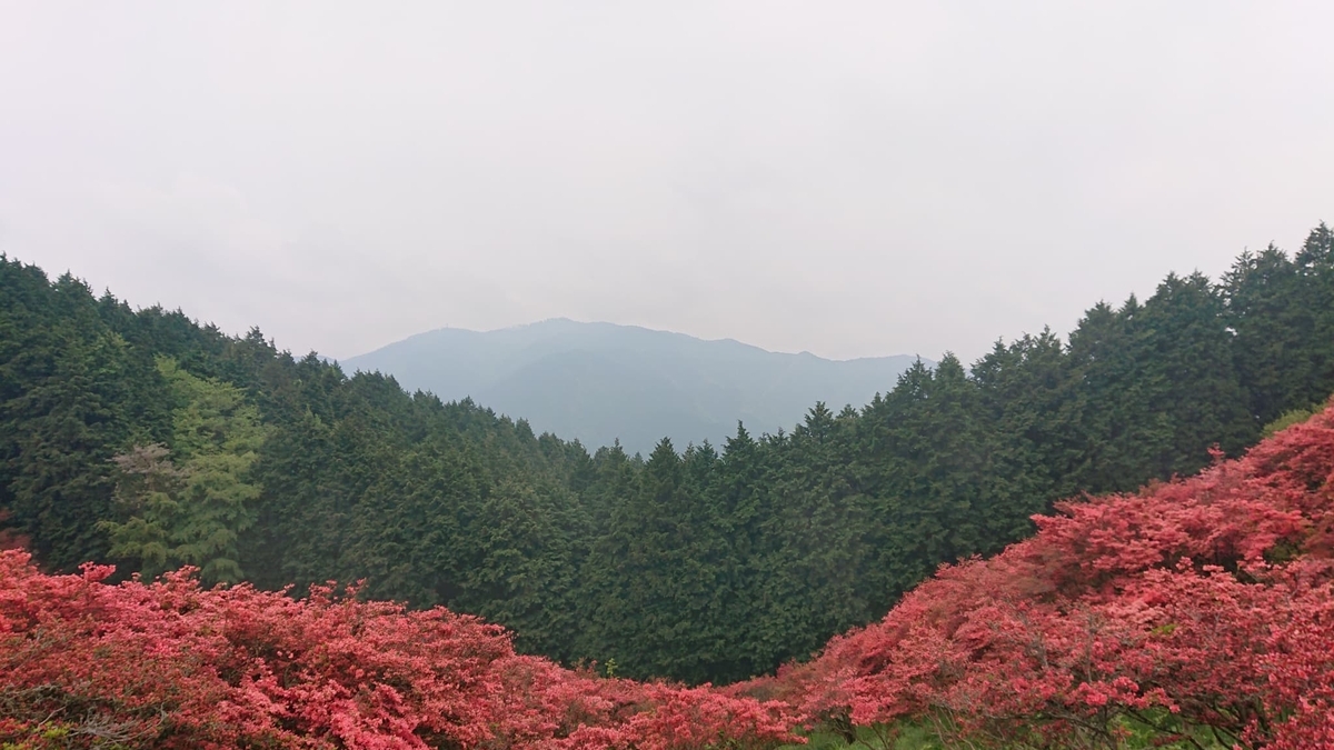 葛城山のツツジと山のコントラスト