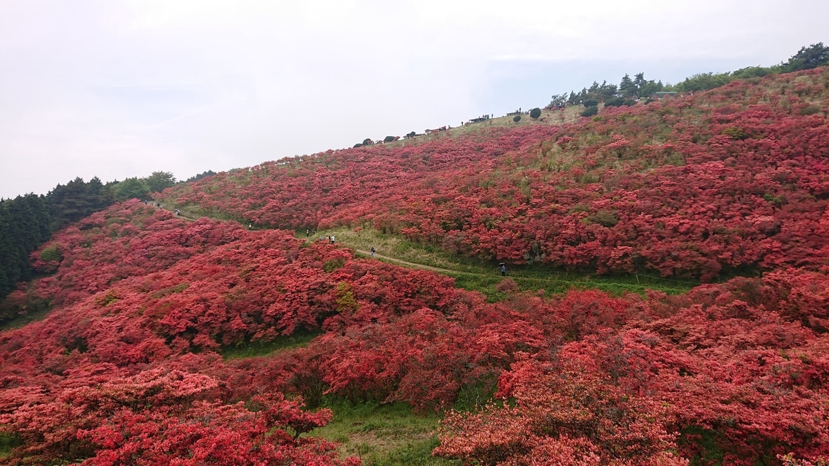 葛城山のツツジ