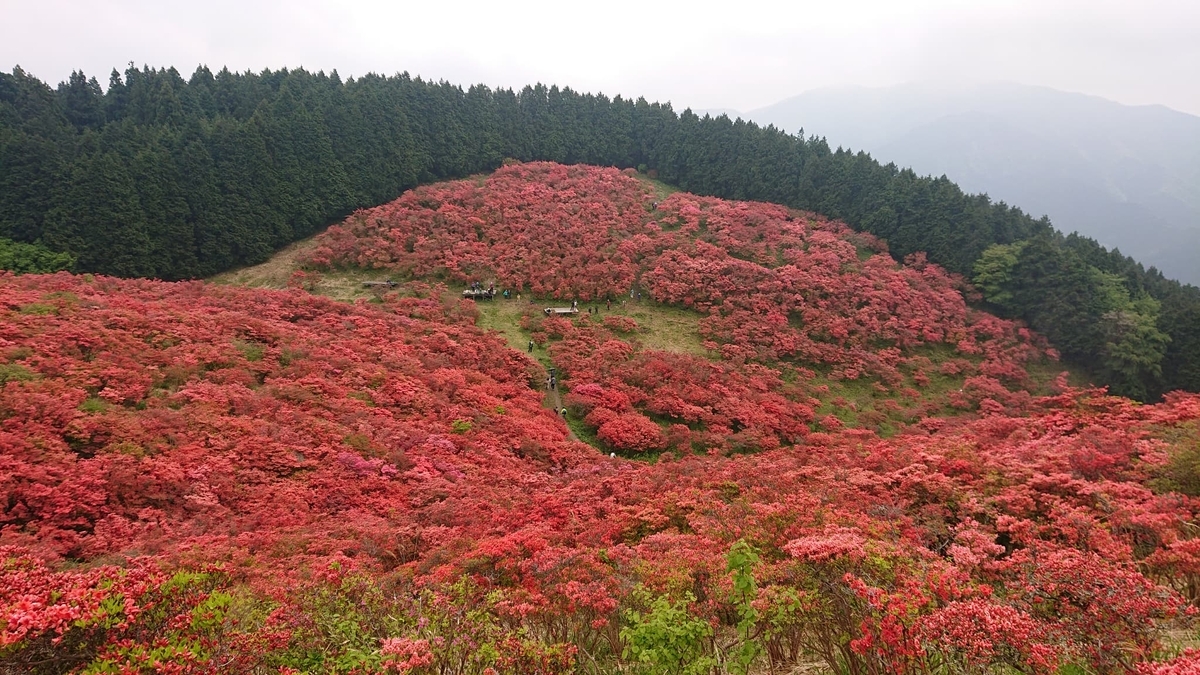 葛城山のツツジ