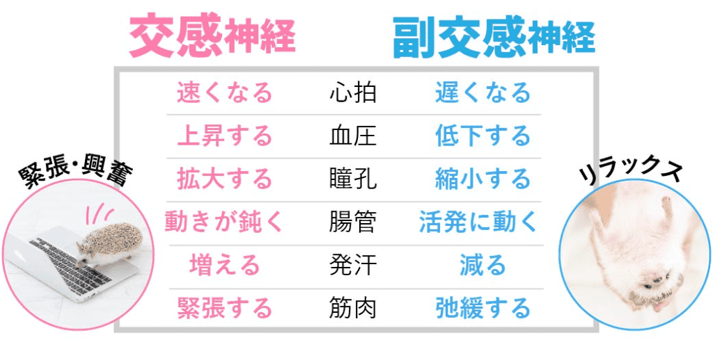自律神経って何?交感神経と副交感神経の特徴