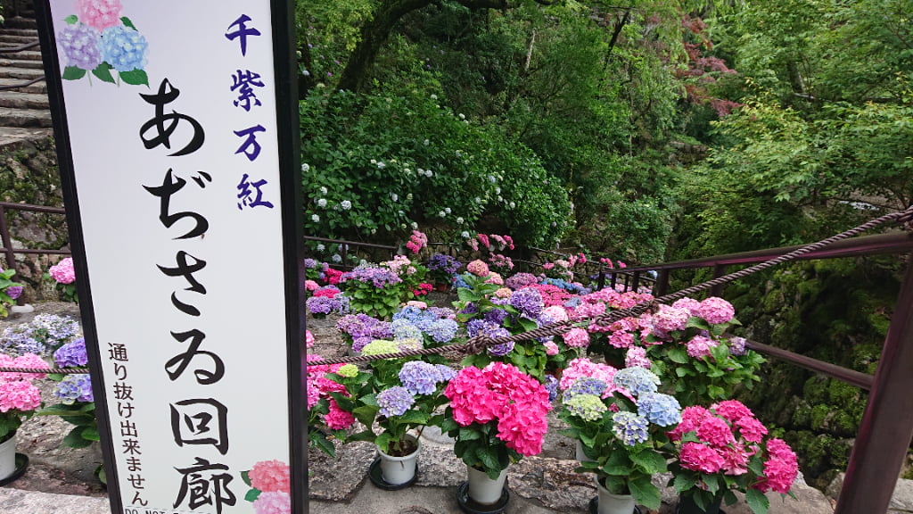長谷寺の紫陽花回廊