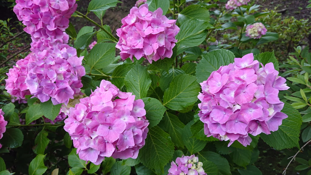 長谷寺の紫陽花