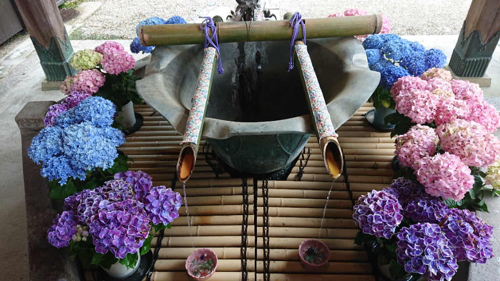 長谷寺の紫陽花