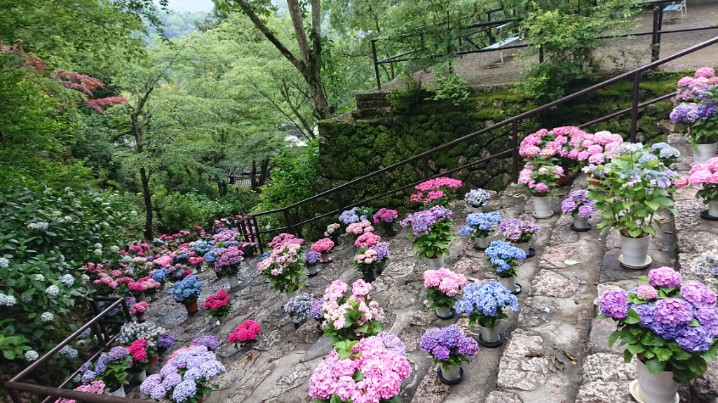 長谷寺の紫陽花回廊