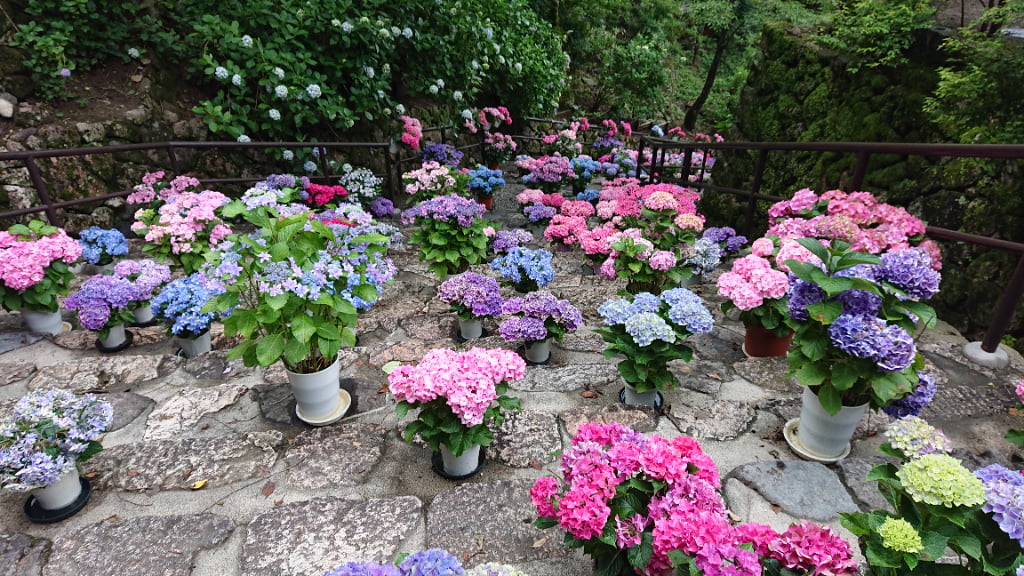 長谷寺の紫陽花回廊