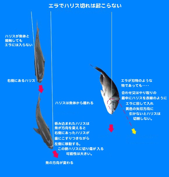 11月14日 女神下地磯 本命get 長崎 釣り日記 しゅうのブログ