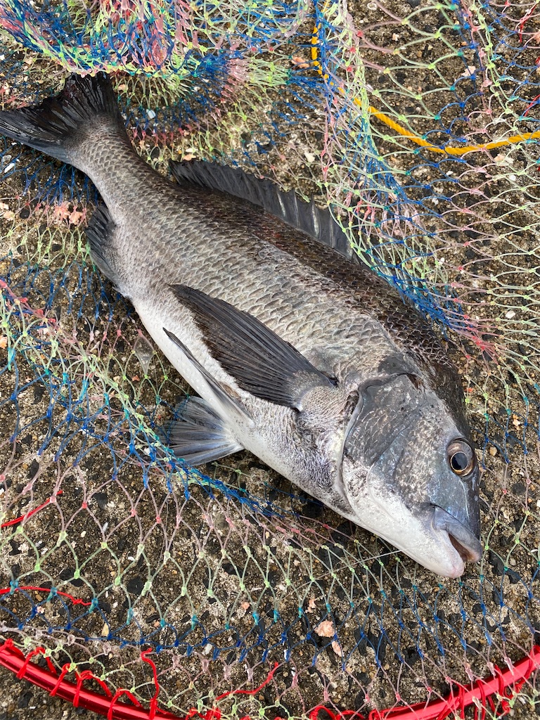 f:id:shut7777:20200329215725j:image