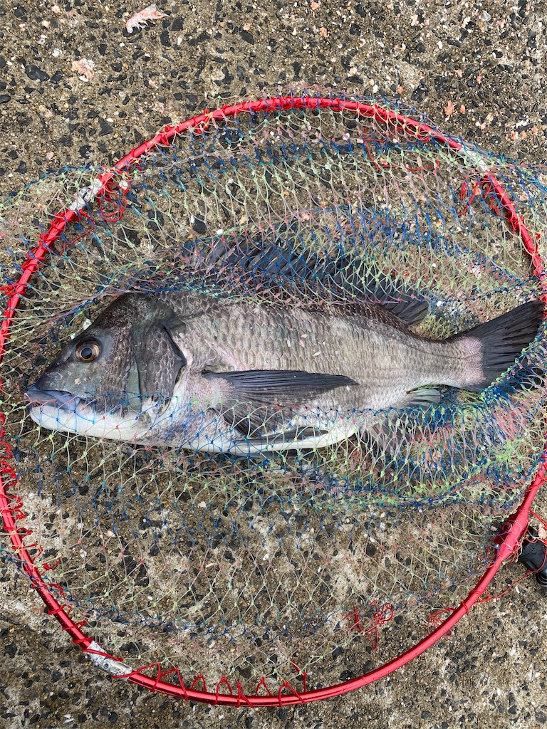 f:id:shut7777:20200329221241j:image