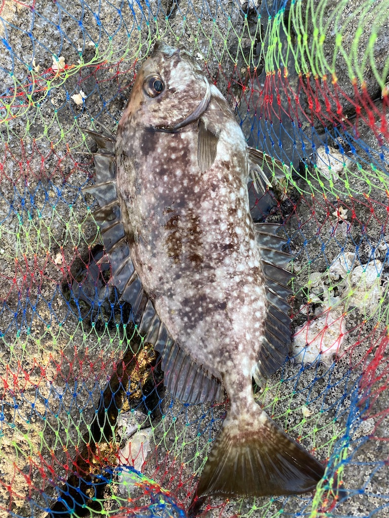 f:id:shut7777:20221002202000j:image