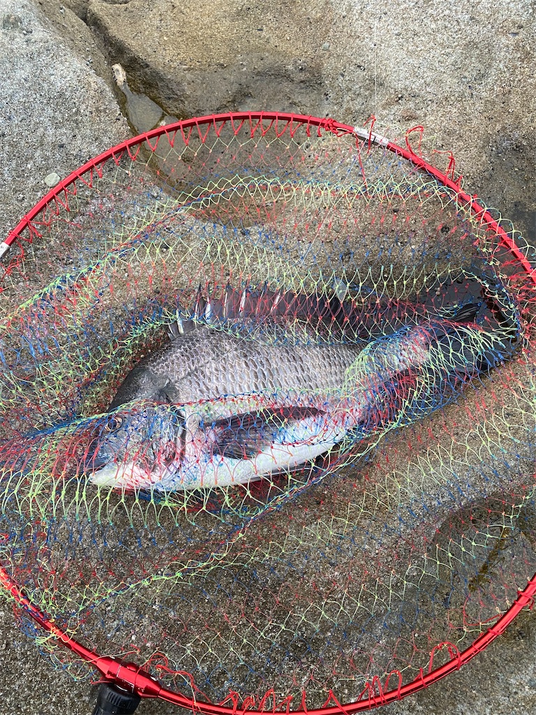 f:id:shut7777:20250424224644j:image