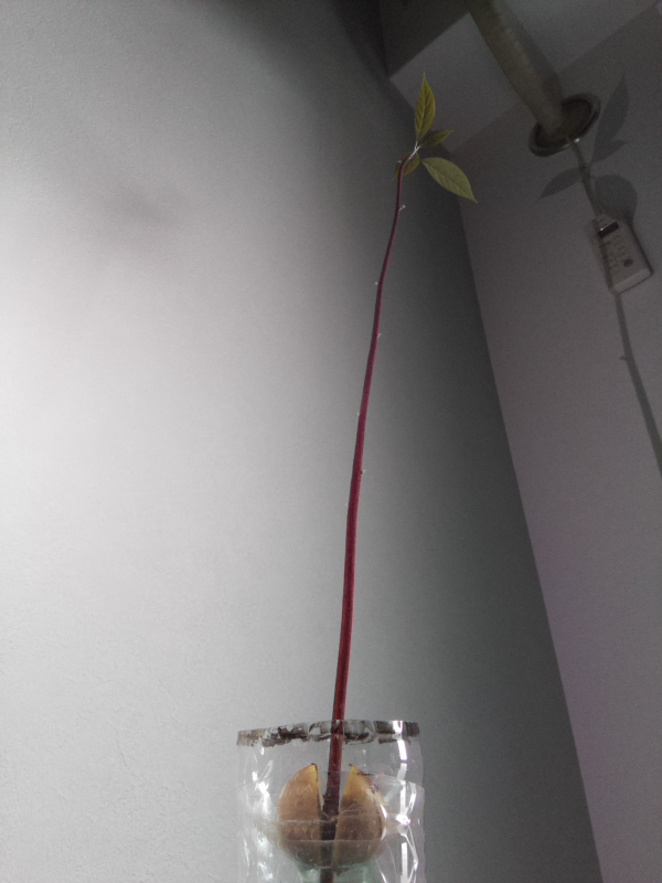 f:id:shut9:20180921235006p:plain f:id:shut9:20180921235006p:plain