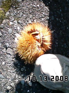 f:id:shutaro:20081013104522j:image