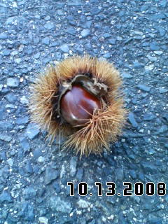 f:id:shutaro:20081013104918j:image