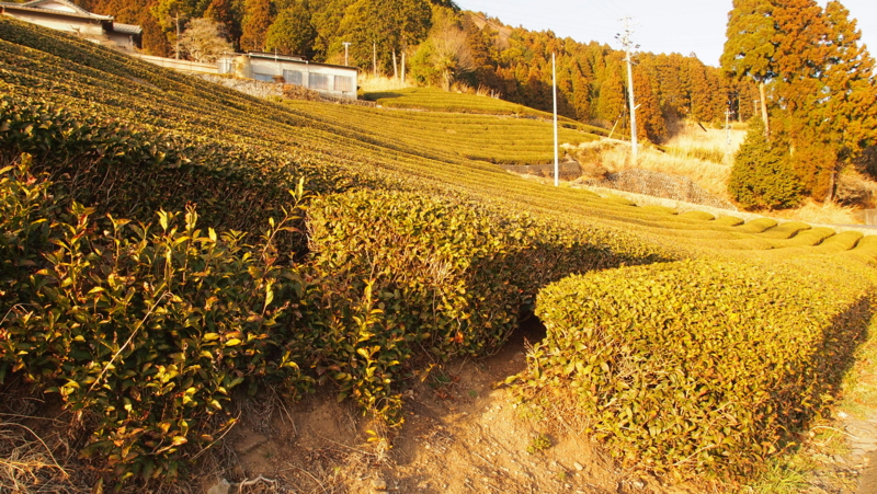 f:id:shuu_around_japan:20130309170145j:image:w640:left f:id:shuu_around_japan:20130309170145j:image:w640:left