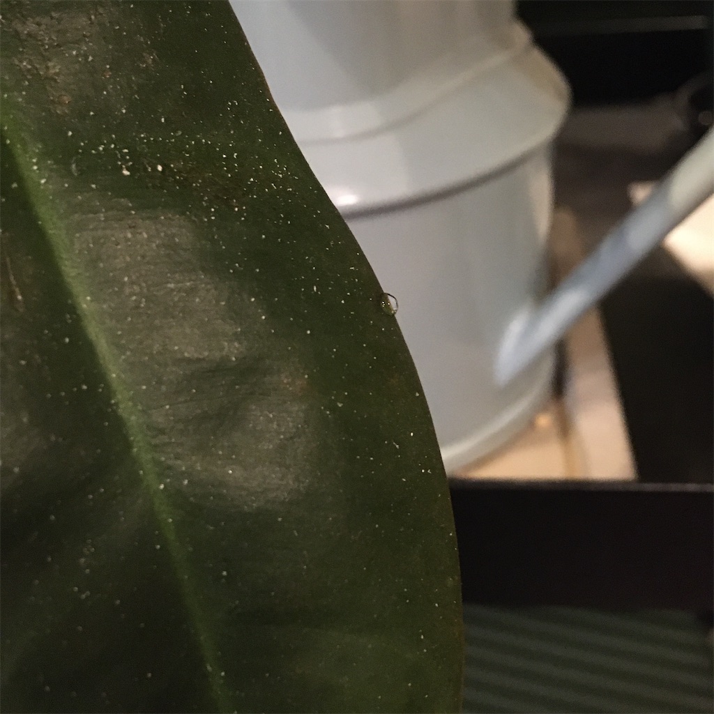 フィロデンドロン 1ヶ月3日目 植物を育ててみる