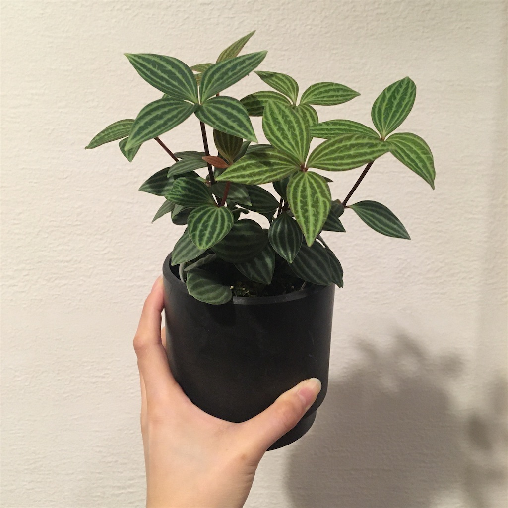 ペペロミア 1日目 植物を育ててみる