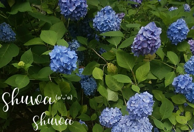 f:id:shuwachan:20190707145258j:image