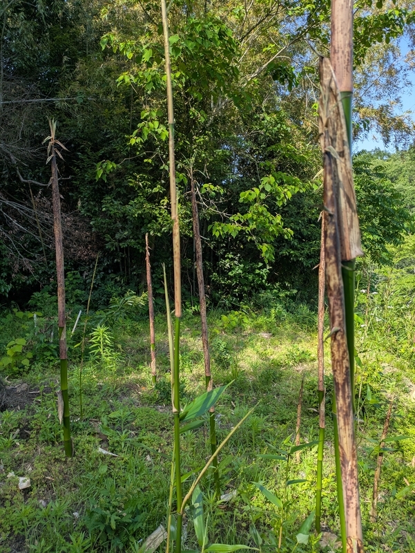 竹 K-71 | 竹中電子工業株式会社 | 光電子センサーとセンサーシステムの