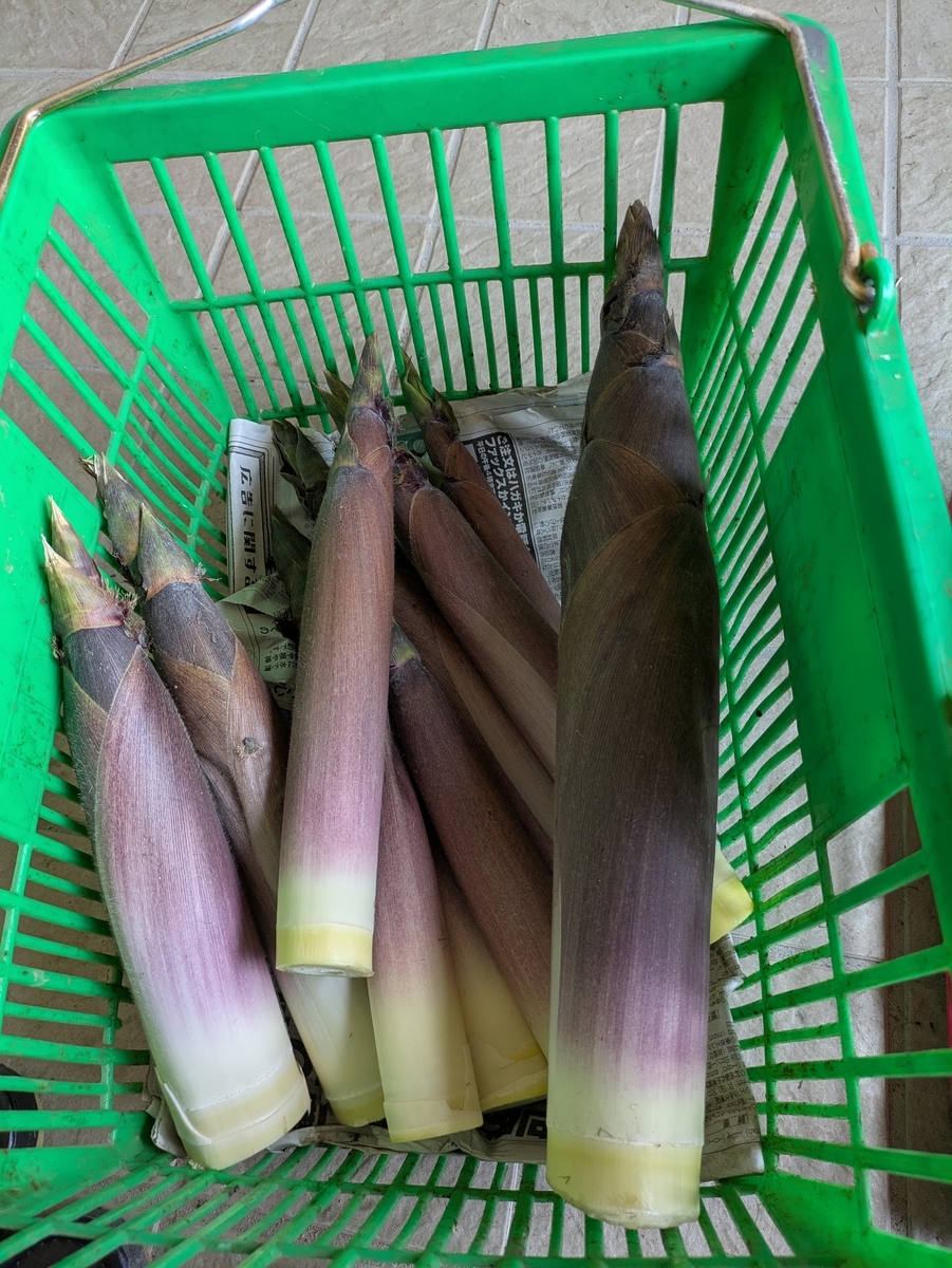 竹 - ようちゃんばあば日記