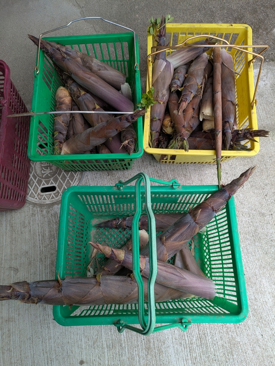 竹 - ようちゃんばあば日記