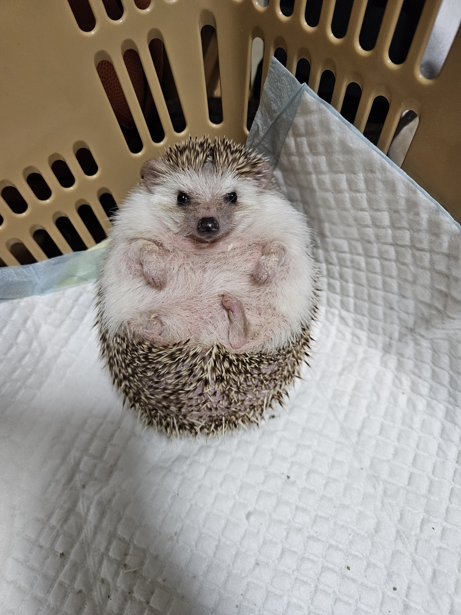 ハリネズミとの1年弱 - 333