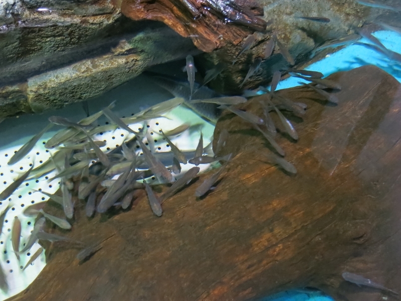 霞ヶ浦のフナ Siancarp S Blog