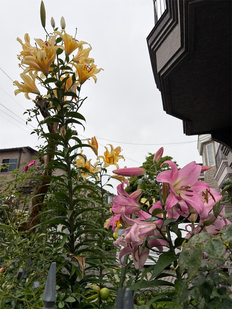 f:id:siawasegohan_2009:20260626175617j:image