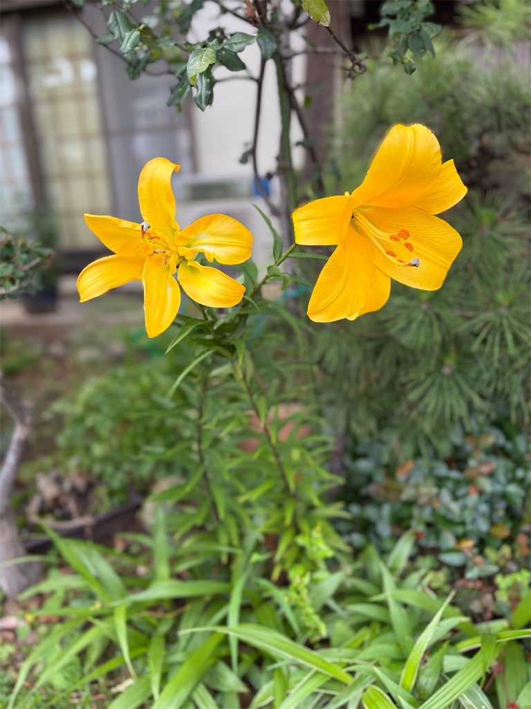 f:id:siawasegohan_2009:20260630154837j:image