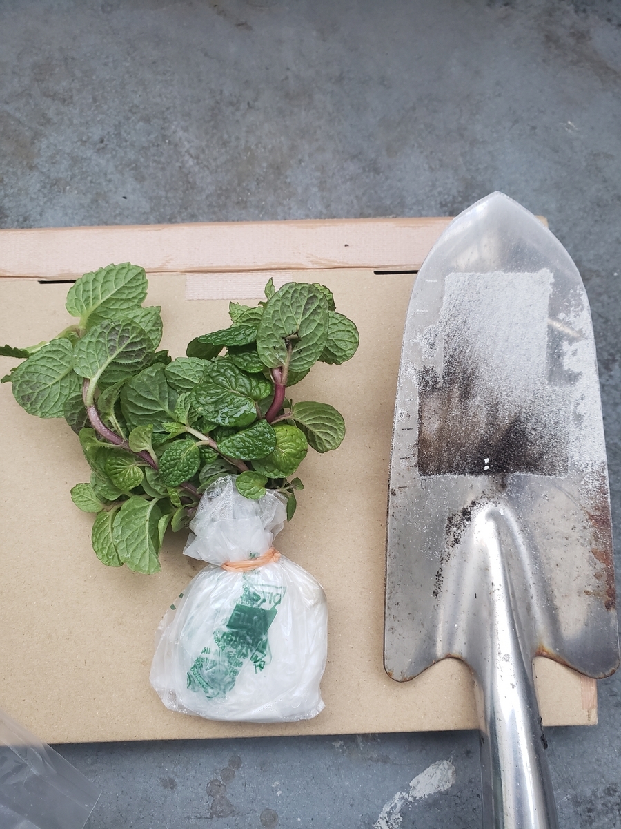 スペアミントをベランダのプランターで栽培してみる - どんぶら