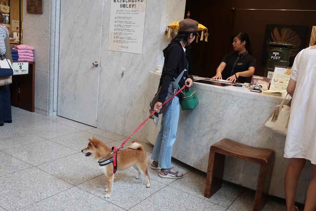 f:id:sibawanmikan:20190706133221j:plain f:id:sibawanmikan:20190706133221j:plain