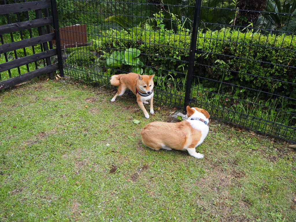 f:id:sibawanmikan:20190706133605j:plain f:id:sibawanmikan:20190706133605j:plain