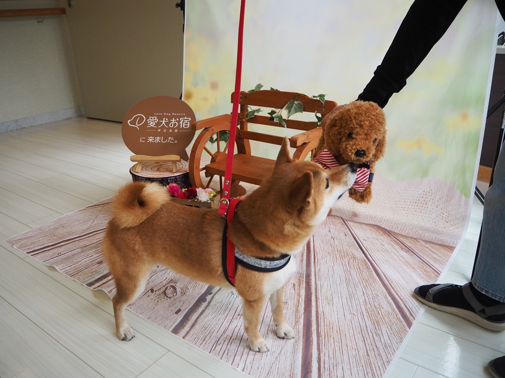 f:id:sibawanmikan:20190706133916j:plain f:id:sibawanmikan:20190706133916j:plain