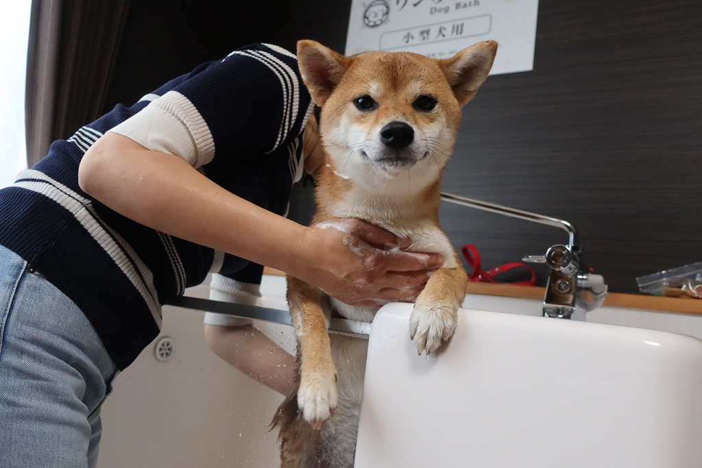 f:id:sibawanmikan:20190706134951j:plain f:id:sibawanmikan:20190706134951j:plain