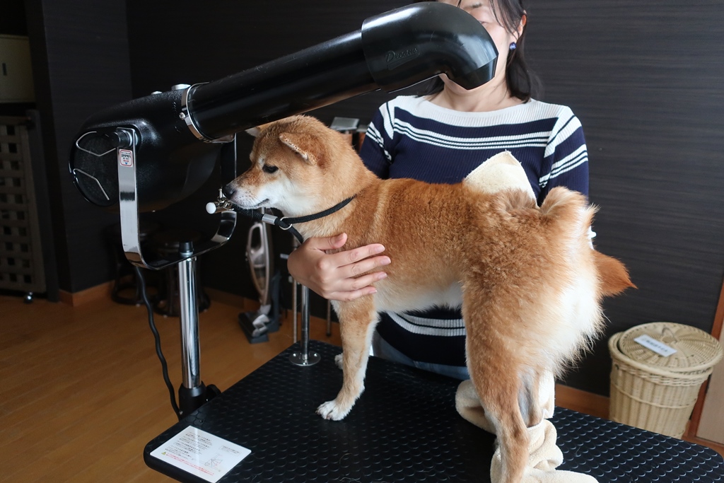 f:id:sibawanmikan:20190706135048j:plain f:id:sibawanmikan:20190706135048j:plain