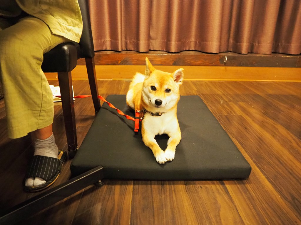 f:id:sibawanmikan:20190706135719j:plain f:id:sibawanmikan:20190706135719j:plain