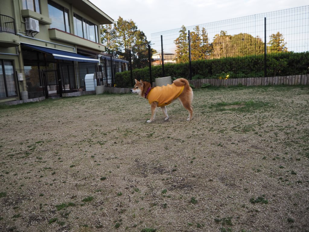 f:id:sibawanmikan:20200329190439j:plain f:id:sibawanmikan:20200329190439j:plain