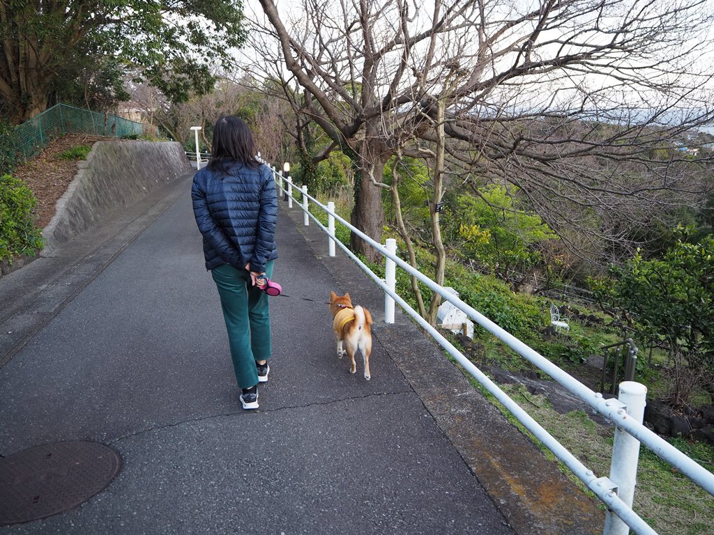 f:id:sibawanmikan:20200329190517j:plain f:id:sibawanmikan:20200329190517j:plain