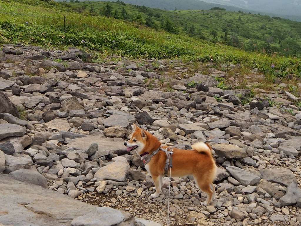 f:id:sibawanmikan:20200913231233j:plain f:id:sibawanmikan:20200913231233j:plain