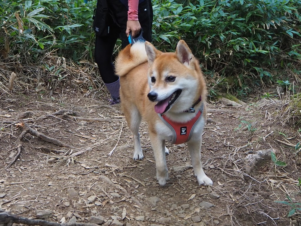 f:id:sibawanmikan:20201102015350j:plain f:id:sibawanmikan:20201102015350j:plain